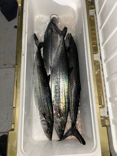 サワラの釣果
