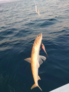 エソの釣果