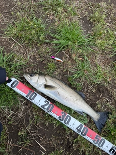 フッコ（マルスズキ）の釣果