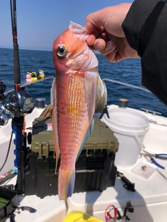 アマダイの釣果