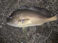 コロダイの釣果