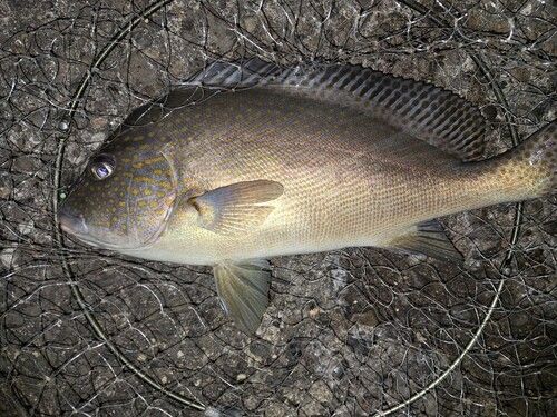 コロダイの釣果