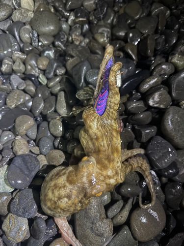 タコの釣果