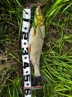 ニゴイの釣果