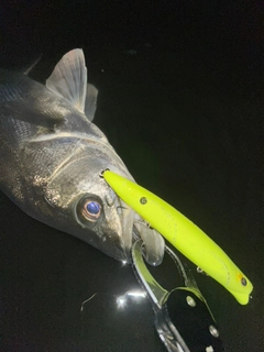 フッコ（マルスズキ）の釣果