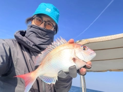 マダイの釣果