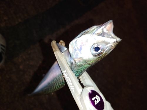 サバの釣果