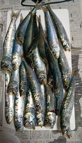 イワシの釣果