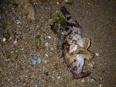 タケノコメバルの釣果