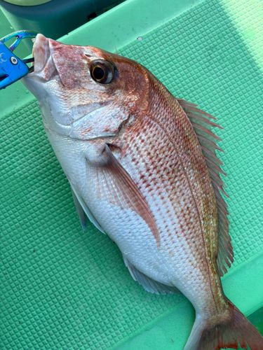 マダイの釣果