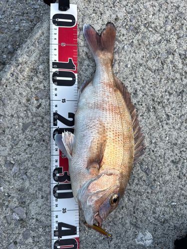 タイの釣果