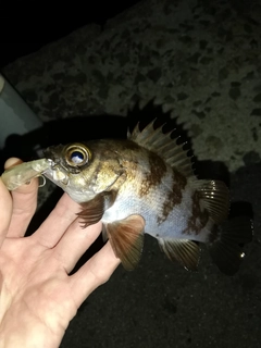 アカメバルの釣果