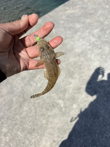 ワニゴチの釣果