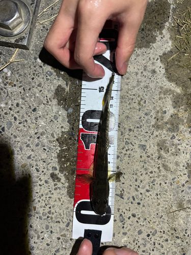 マハゼの釣果