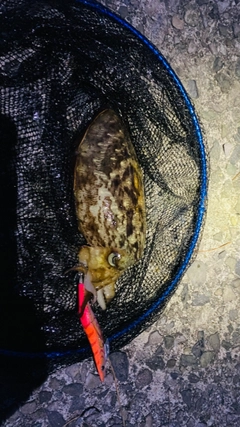 モンゴウイカの釣果