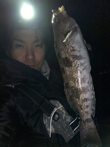 アイナメの釣果