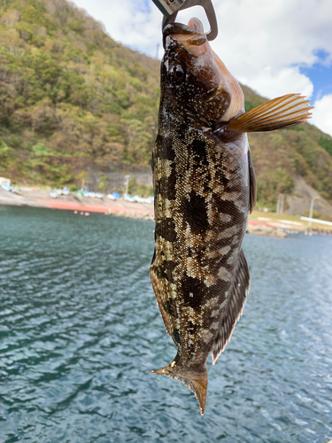 アイナメの釣果