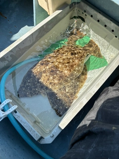 ヒラメの釣果