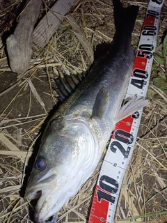 シーバスの釣果