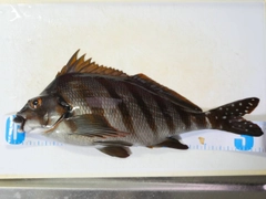 タカノハダイの釣果