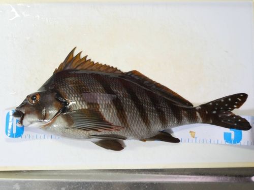 タカノハダイの釣果