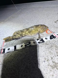 アイナメの釣果