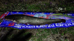 マナマズの釣果