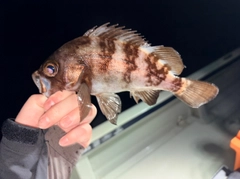 メバルの釣果