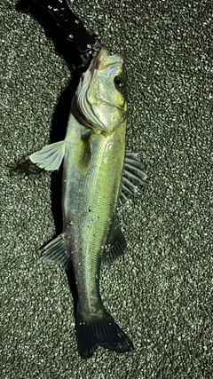 フッコ（マルスズキ）の釣果