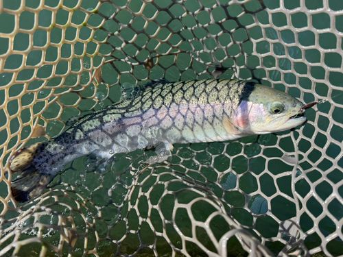 ニジマスの釣果