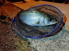 ヒラスズキの釣果