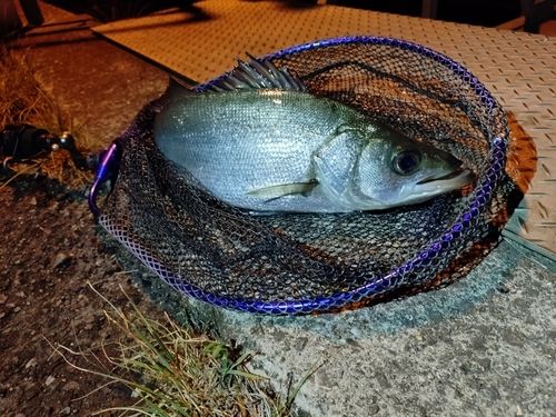 ヒラスズキの釣果