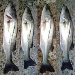 セイゴ（マルスズキ）の釣果