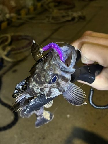 ソイの釣果