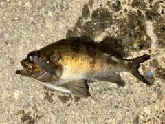 シロメバルの釣果