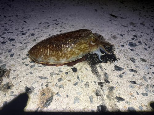 コウイカの釣果