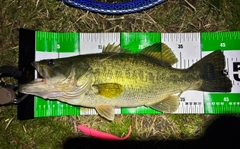 ブラックバスの釣果