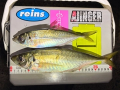 マアジの釣果