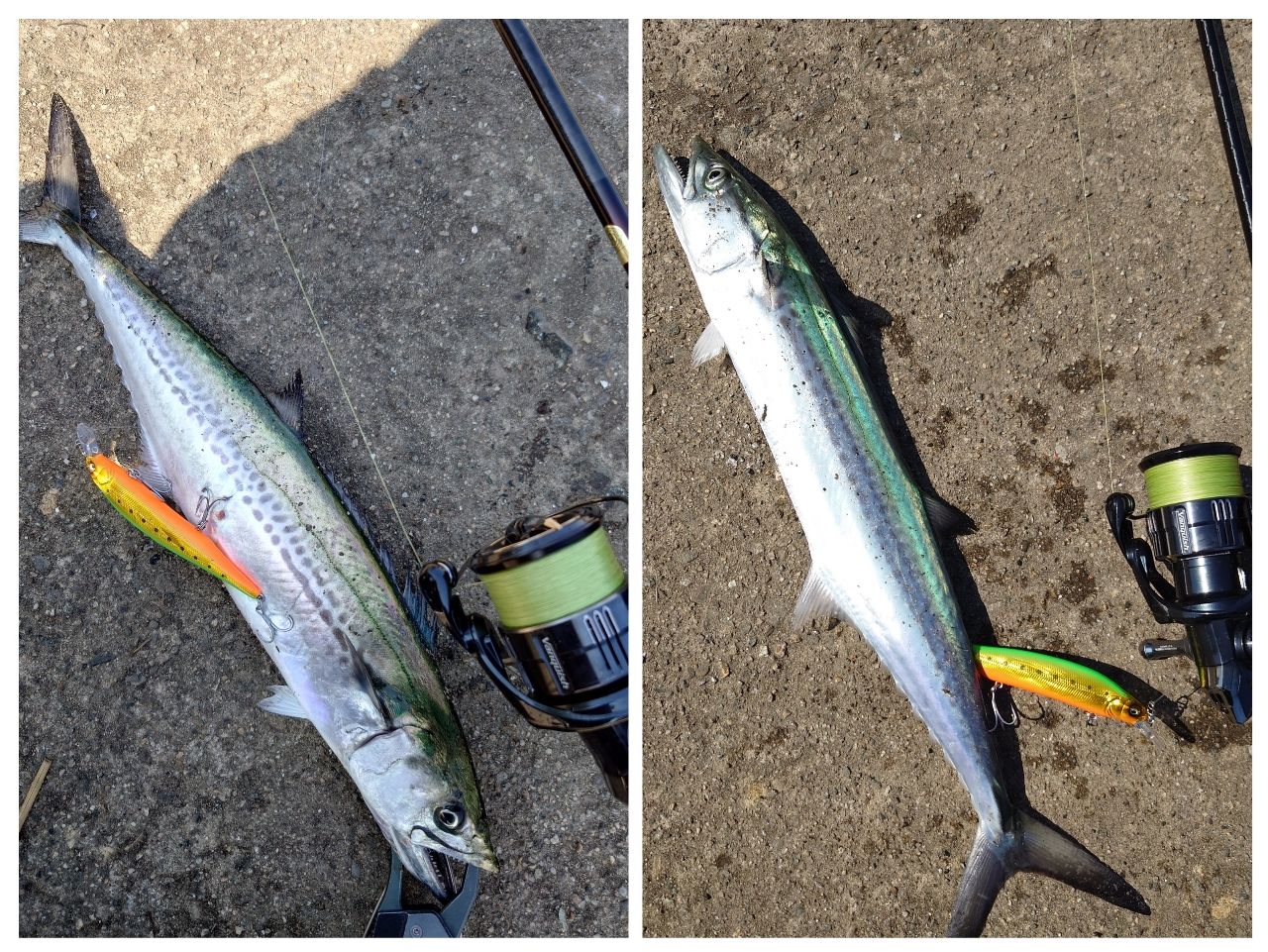 SHIMANO 19セフィア リミテッド S85MLの最安値・インプレ・釣果 | 本音
