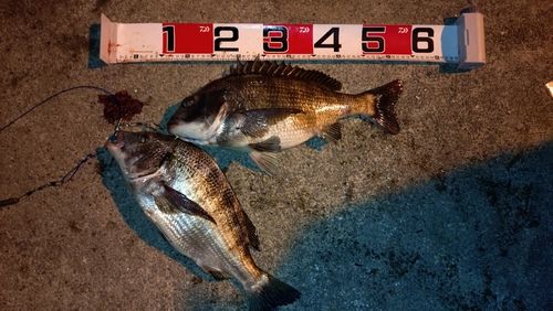 クロダイの釣果