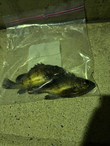 メバルの釣果