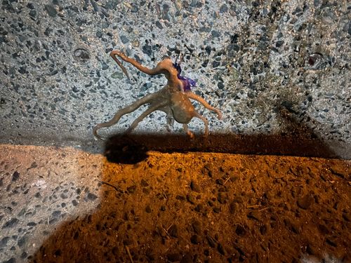 テナガダコの釣果