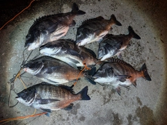 クロダイの釣果