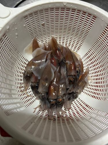 ホタルイカの釣果