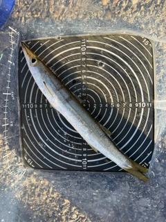 アカカマスの釣果