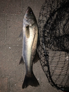 セイゴ（マルスズキ）の釣果