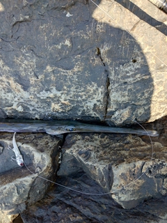 アオヤガラの釣果