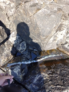 アオヤガラの釣果