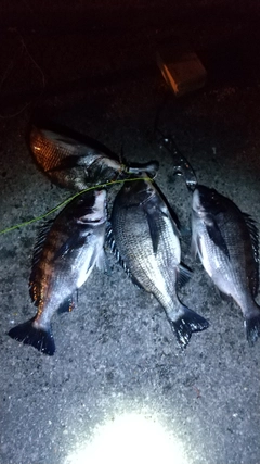 クロダイの釣果