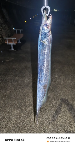 タチウオの釣果